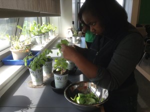 selecting the leaves