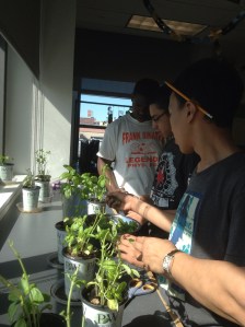 clipping the basil leaves