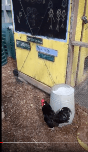 Screen shot of rooster from youtube video