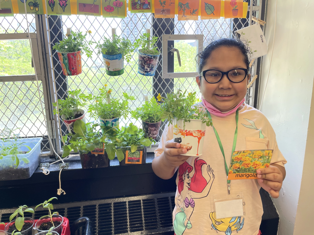 student holding up a plant and a seed pack of marigolds with 3 rows of plants on the windowsill behind her